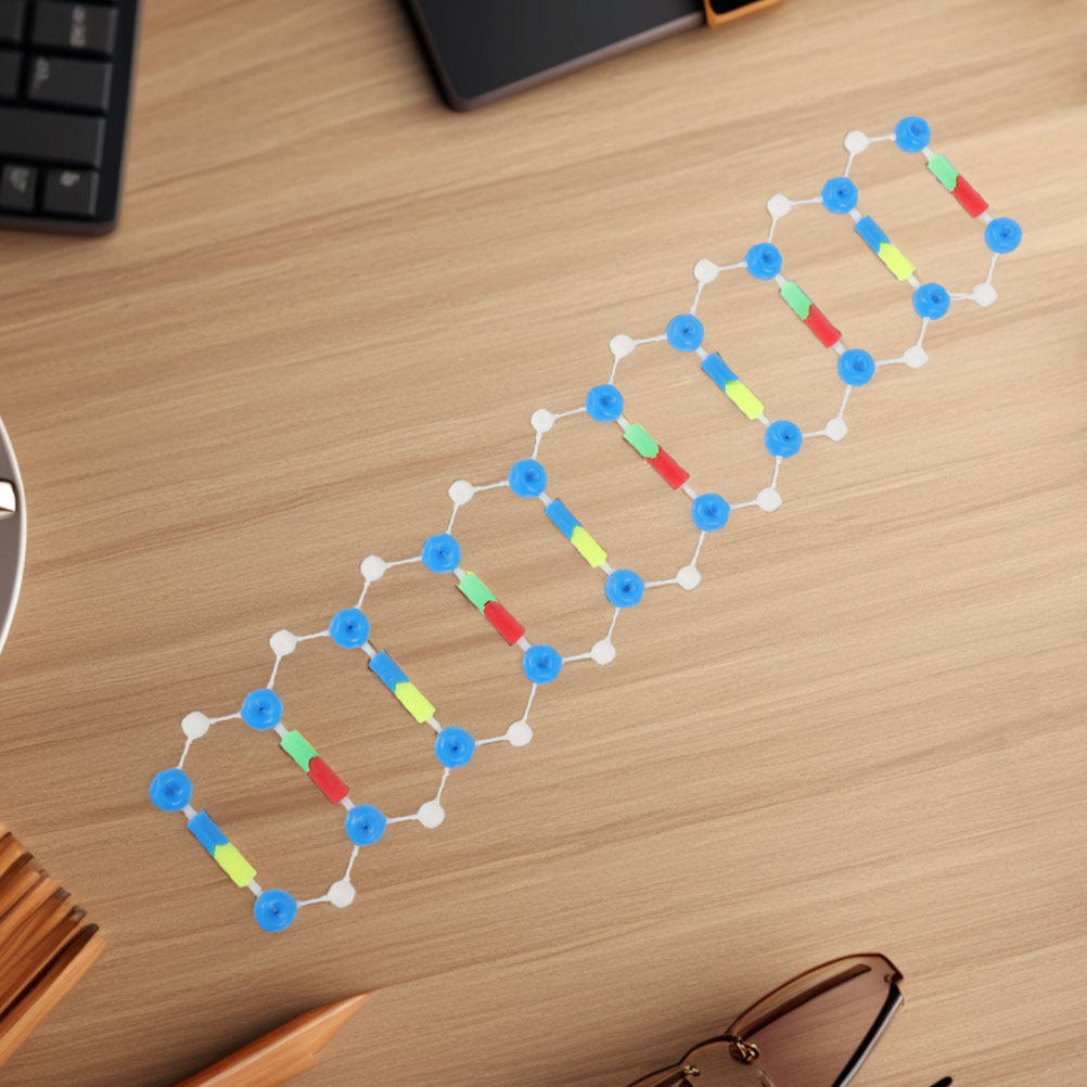2Pcs Dna Double Helix Structur - مراجعة Science Experiment وسعره