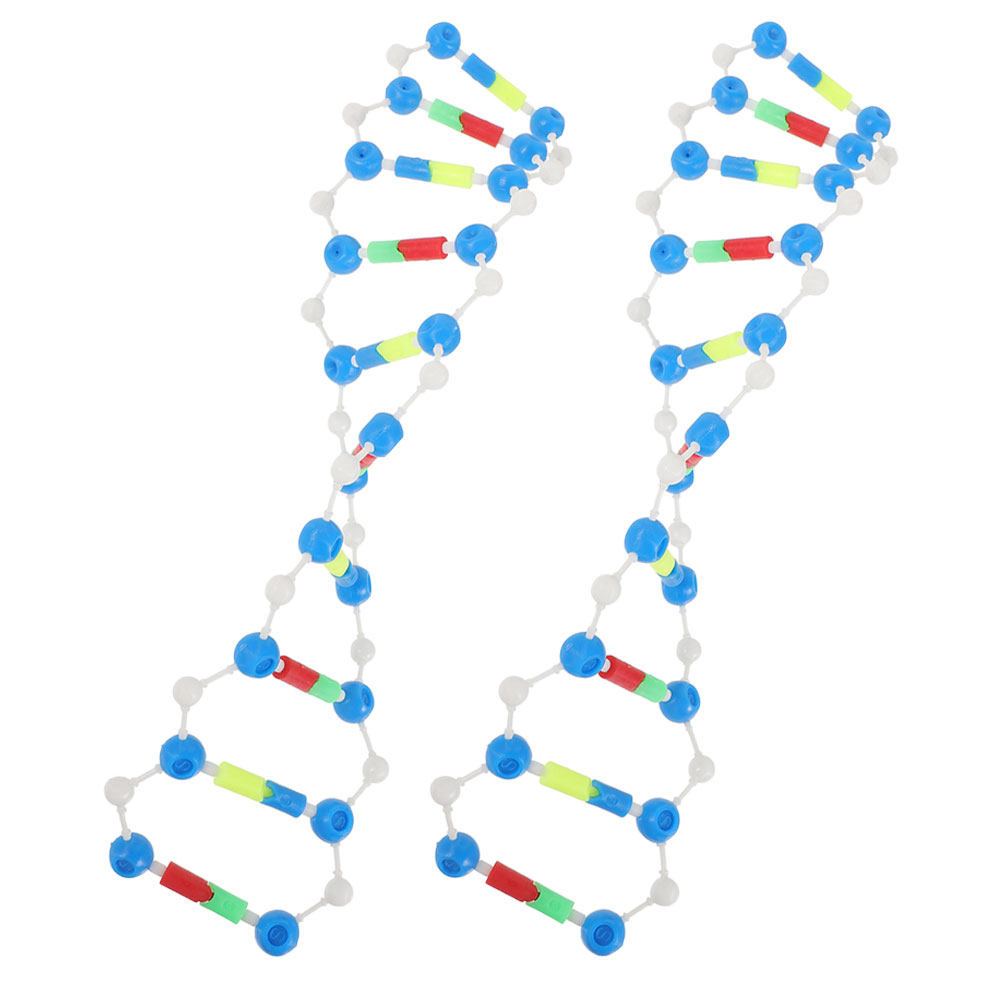 2Pcs Dna Double Helix Structur - مراجعة Science Experiment وسعره