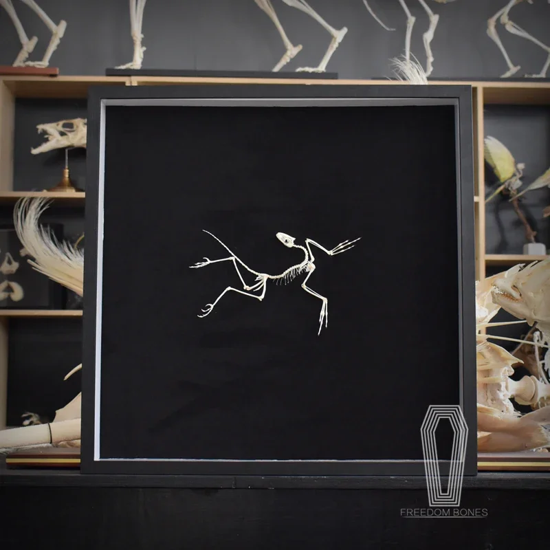 2120 Archaeopteryx Fossil Art  - مراجعة Fossil Replica Display وسعره