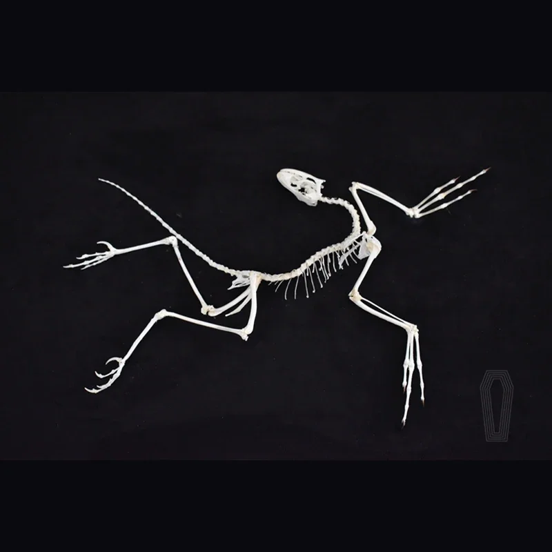 2120 Archaeopteryx Fossil Art  - مراجعة Fossil Replica Display وسعره