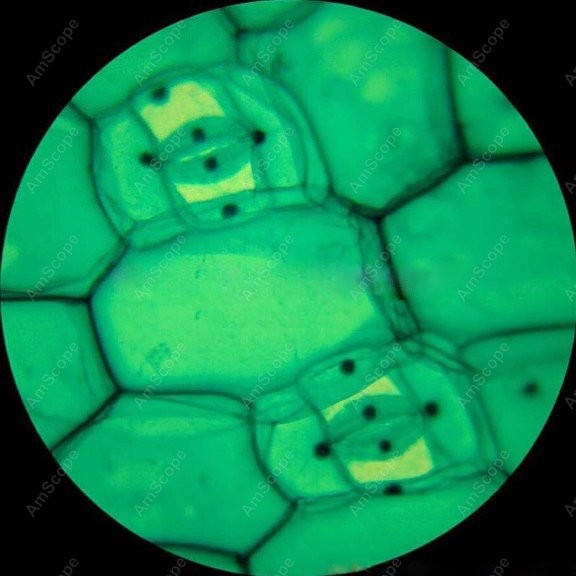 AmScope M148 Series Biological - مراجعة Microscope Compound 40X وسعره